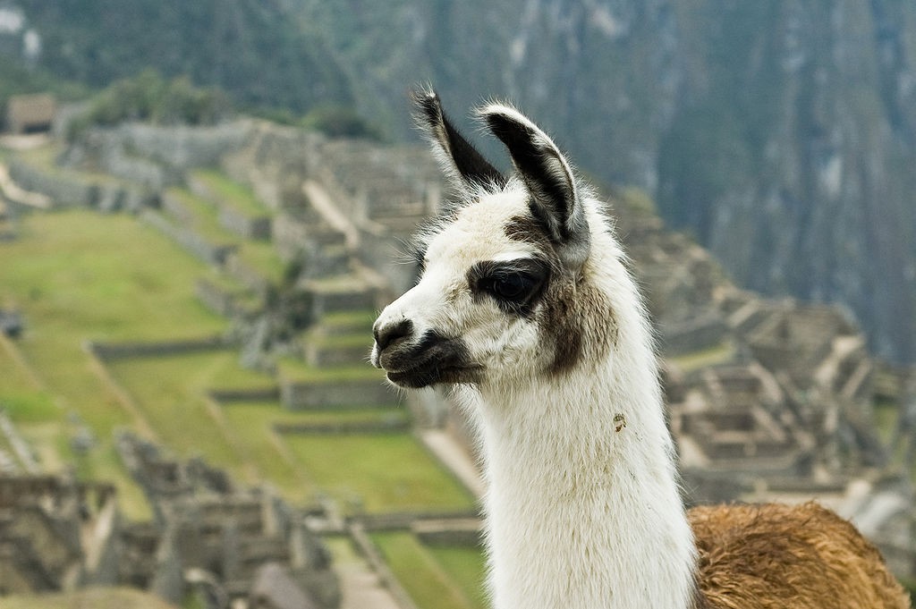 1024px-llama_on_machu_picchu