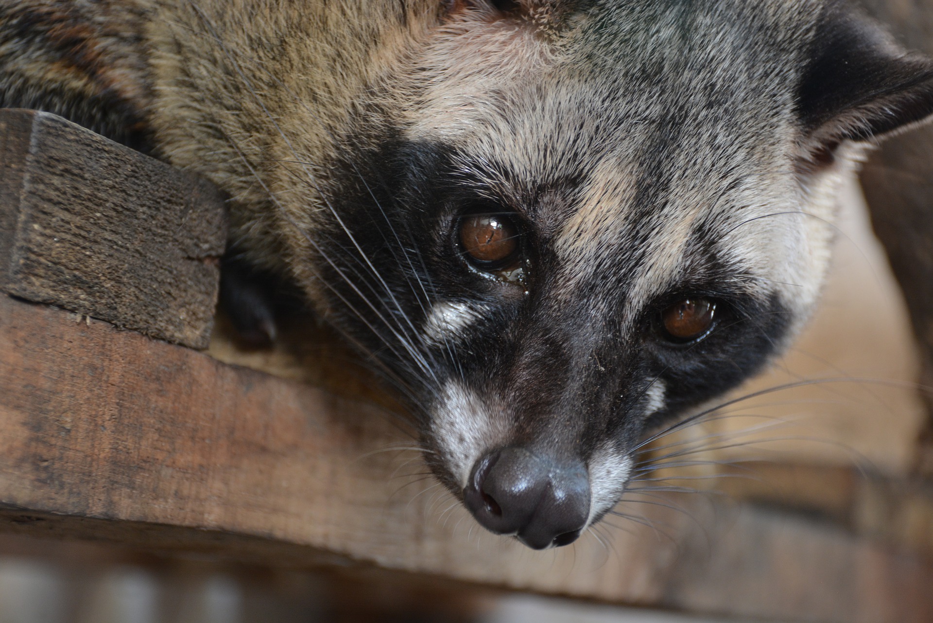 civets-by-mmg58