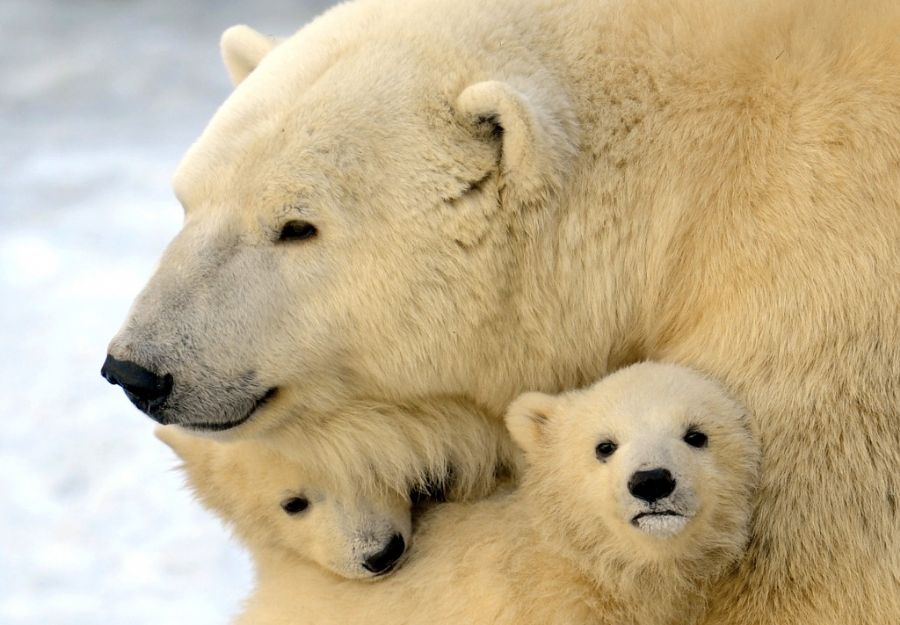 Urso polar brinca com seus filhotes em zoológico na Rússia