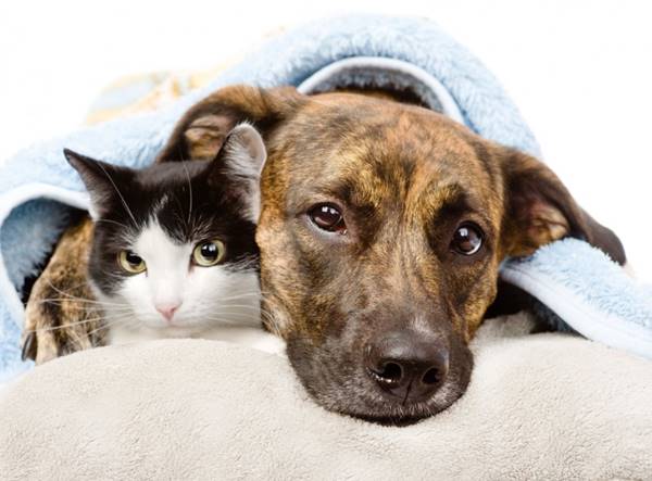 gato-cachorro-deitado-juntos