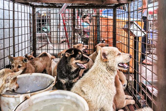2020-06-22T184207Z_1_LYNXMPEG5L1PT_RTROPTP_4_HEALTH-CORONAVIRUS-CHINA-DOGS-1