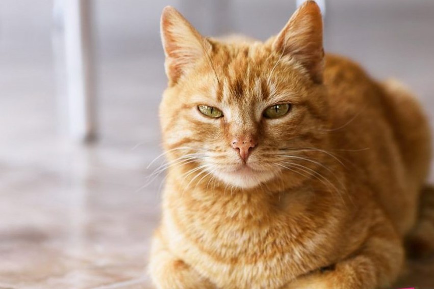 carattere-gatto-rosso-1024x683