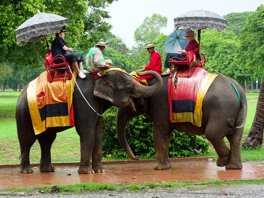 elefantes-na-tailandia-viajando-na-janela-13-1