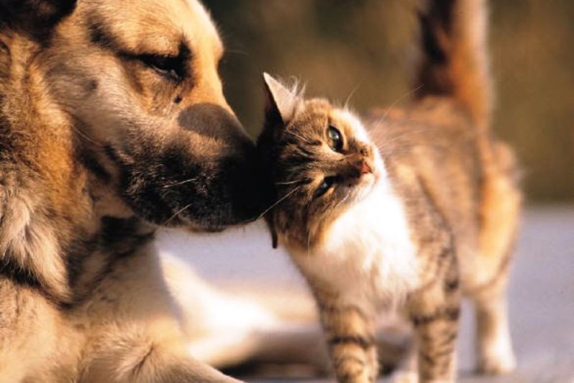 mariana-realiza-1o-debate-publico-de-manejo-populacional-de-caes-e-gatos-5d976eb848f73