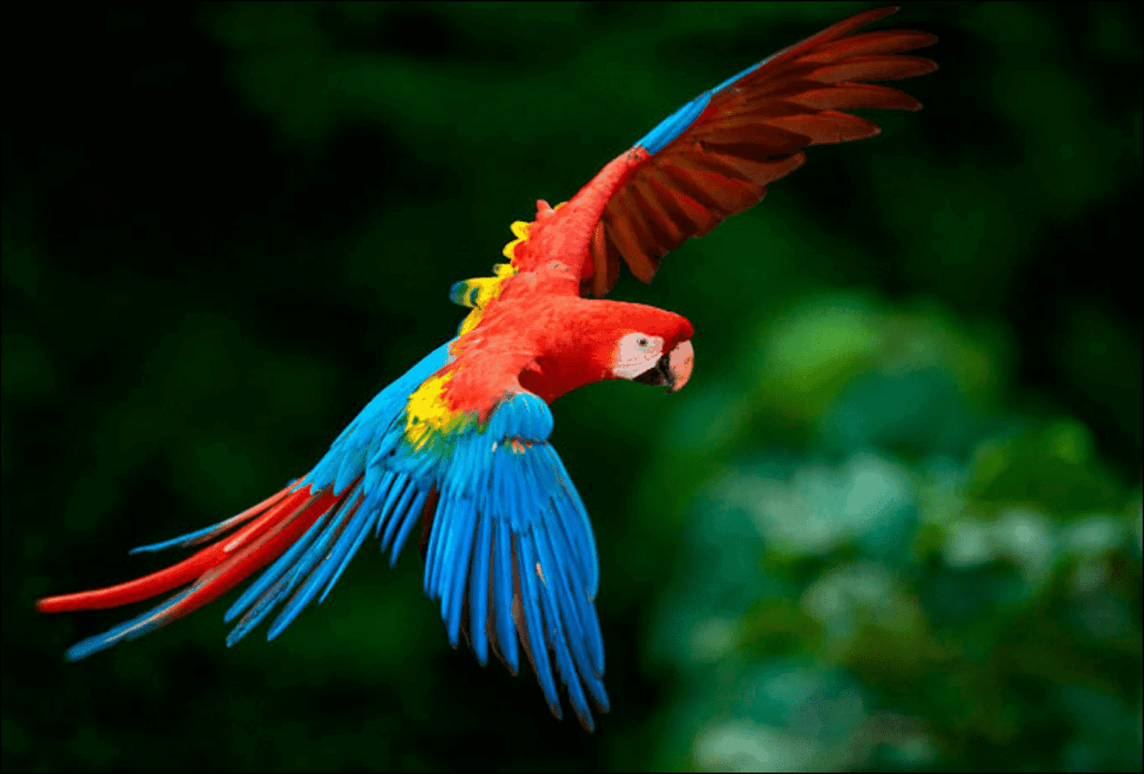 sonhar-com-arara