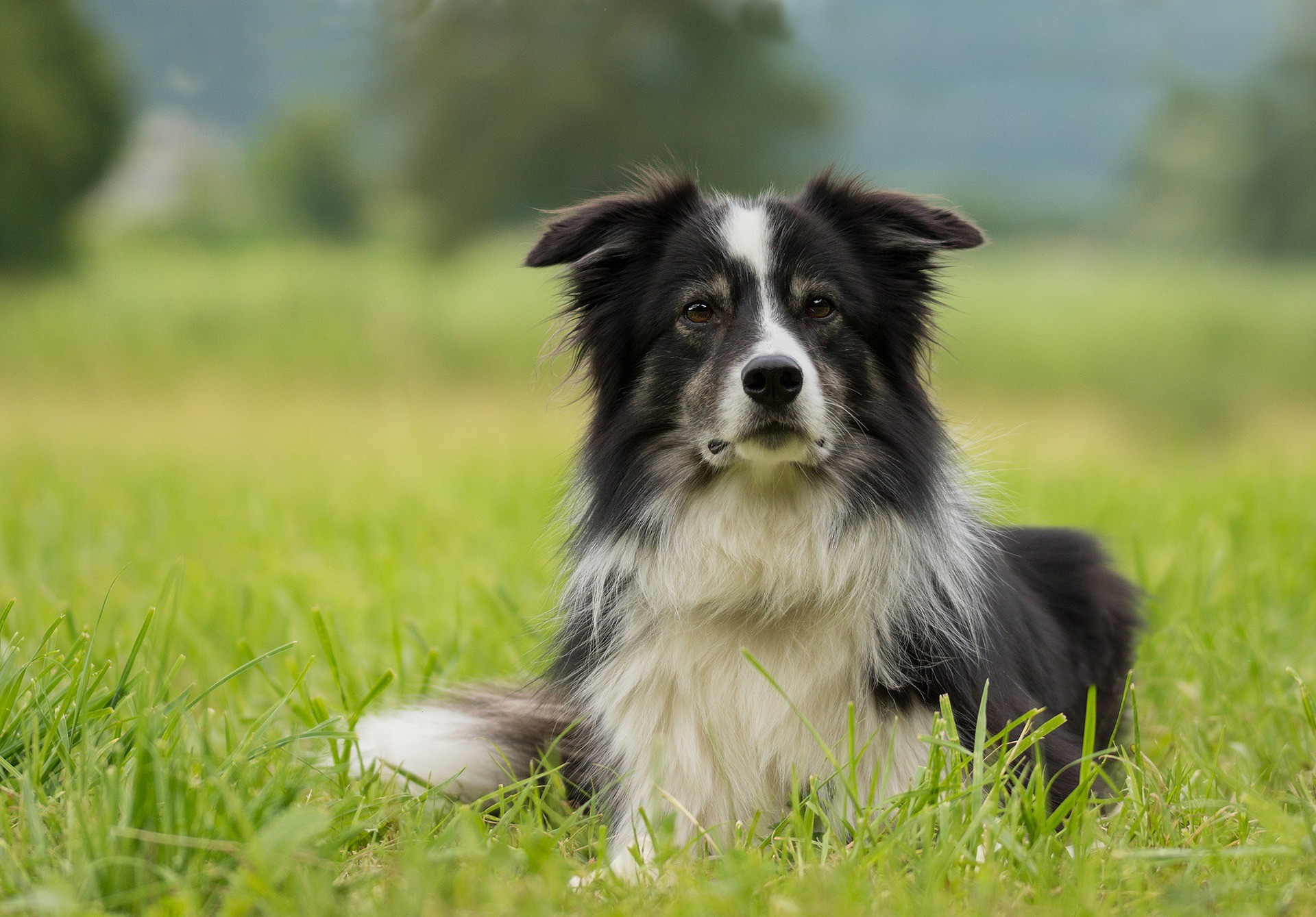 border-collie-2184706_1920