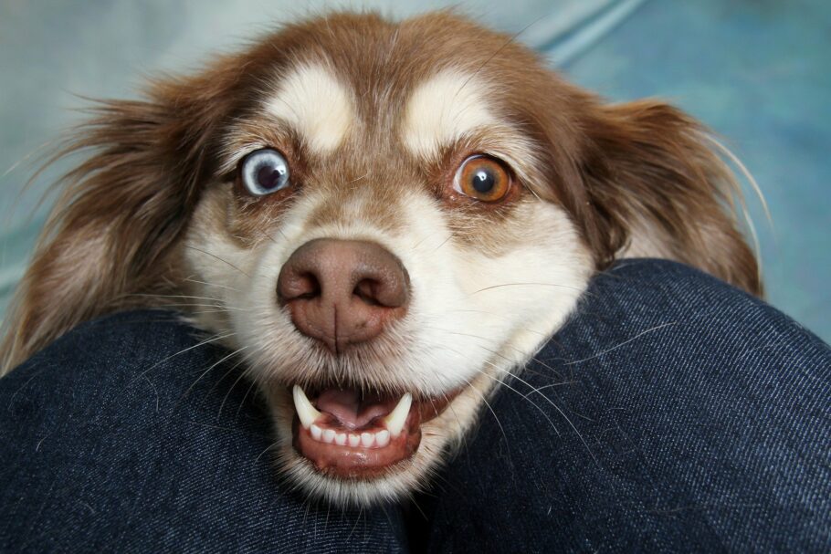brown-and-white-dog-4633734-1920-910x607