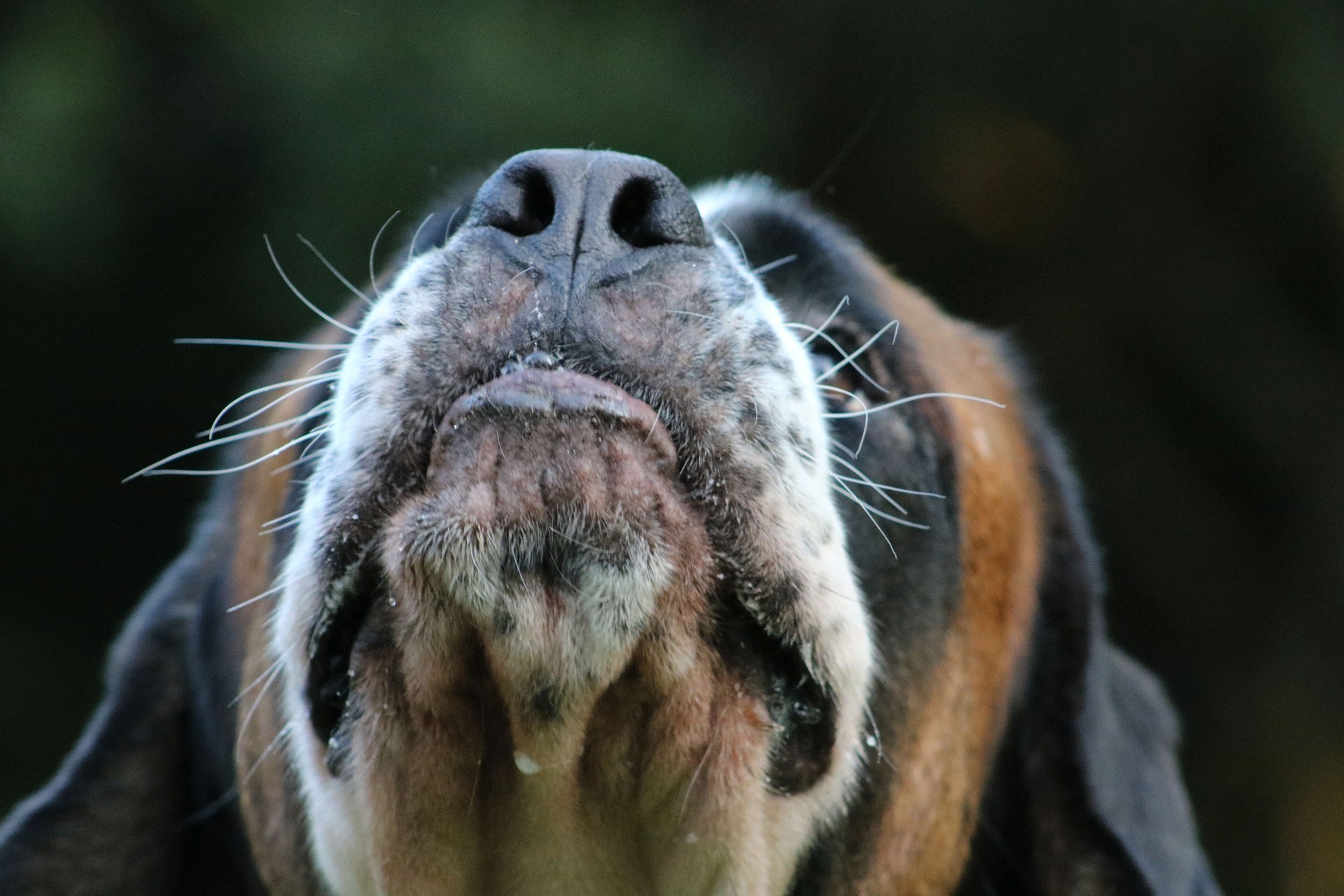 dog-3629298_1920