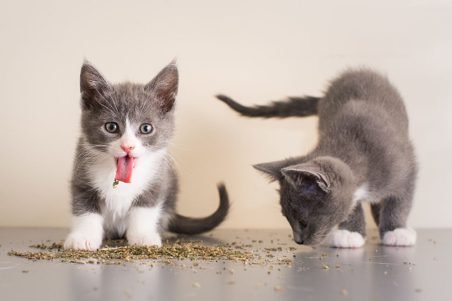 gatos-chapados-erva-22062018164202048