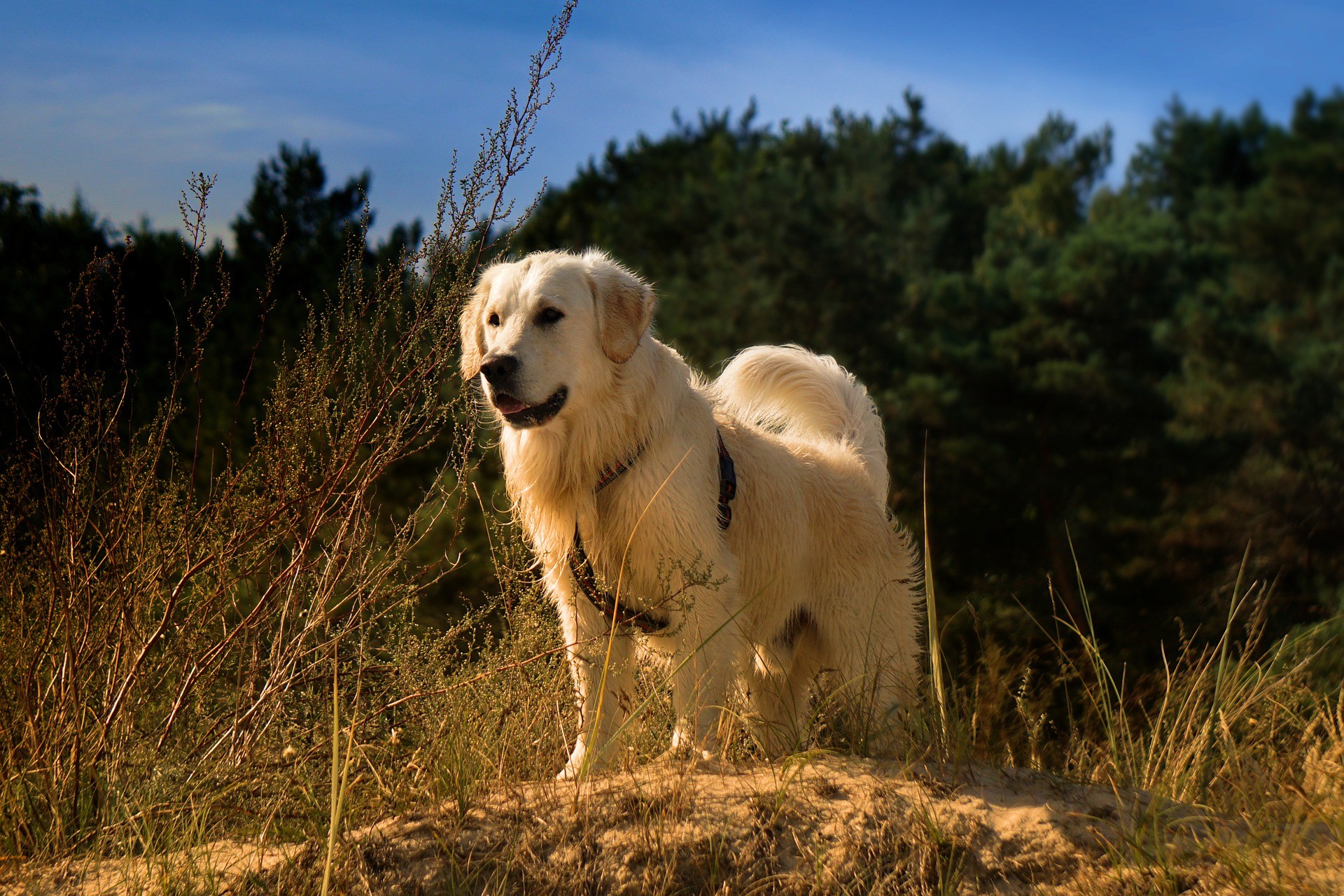 golden-retriever-4368500_1920