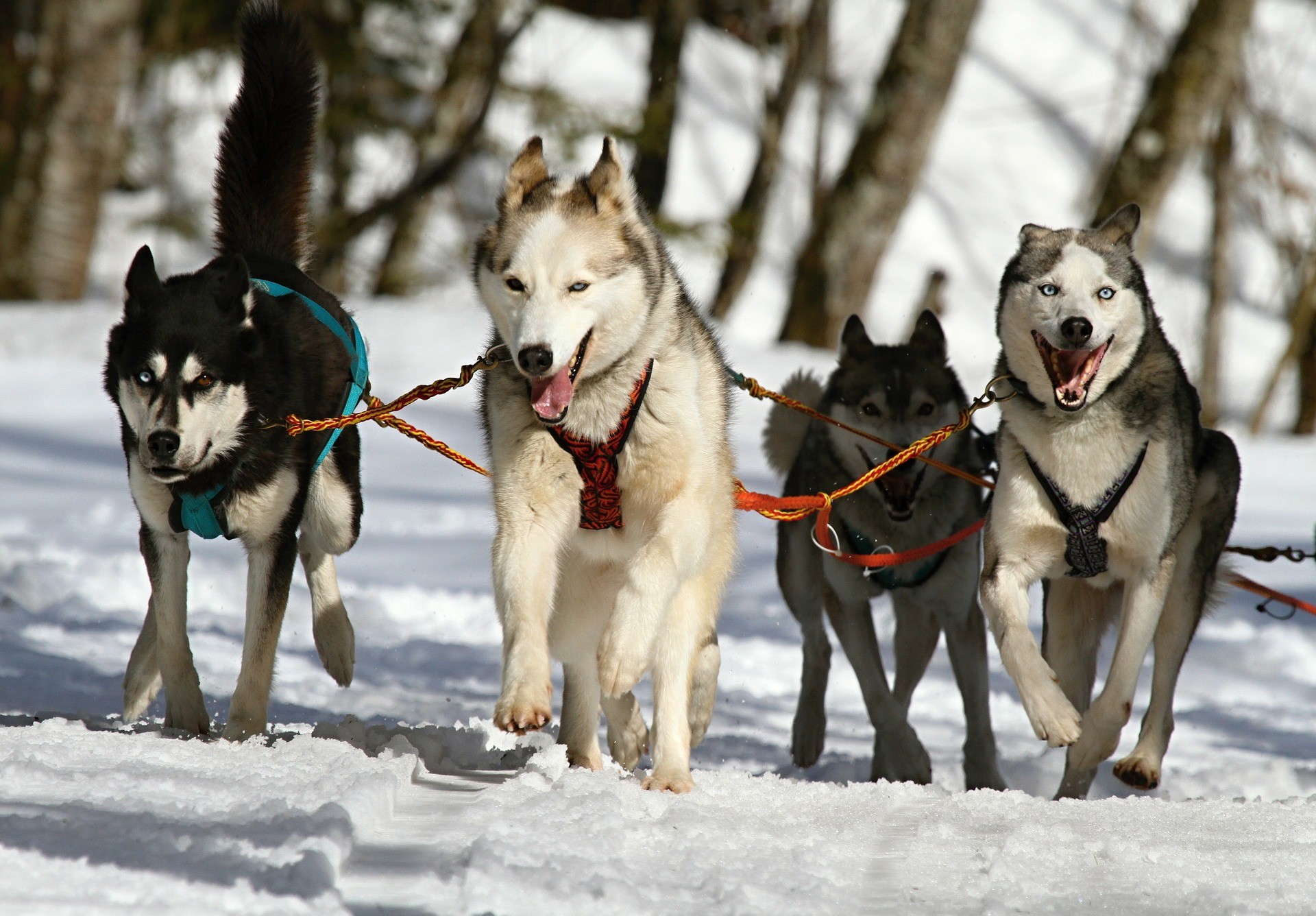 huskies-273409_1920