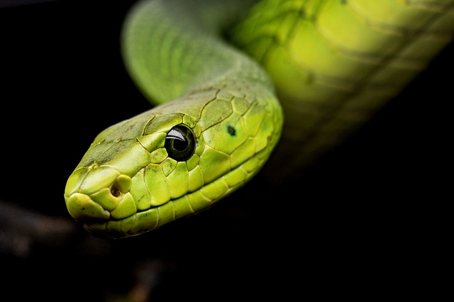 snake_3979601_640-6258414