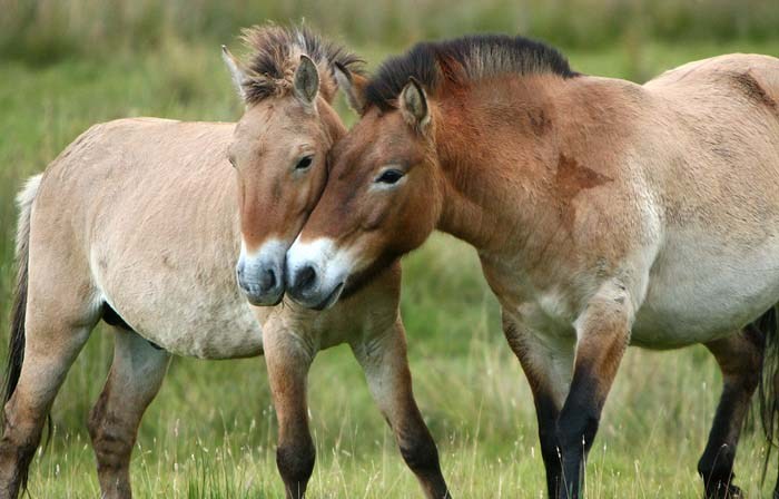 SURPRISE START TO BREEDING PROGRAMME FOR "ONLY TRUE WILD HORSE" 14 September 2012: There was a surprise start to a breeding programme for endangered Przewalski horses at the Highland Wildlife Park in Kincraig, Inverness-shire. A press call on Friday morning was intended to let photographers get pictures of Hero, a five-year-old stallion that has been introduced to resident females Sara and Ieda. But within minutes, after some nuzzling and playful behaviour, Hero attempted to mate with both females! Keepers at the Park are hoping that Hero's first foals will be born next August. The Przewalski is said to be "the only true wild horse left on the planet". Photos by Andrew Smith / NorthScotNews.com (07746769756) Press release from Highland Wildlife Park: Holding Out for a Hero in the Highlands He’s strong, he’s fast and he’s definitely a Hero! The waiting game is over for the Highland Wildlife Park’s resident female Przewalski’s horses (also known as Mongolian wild horses), as they welcomed a new stallion called Hero to the Park. This five year old stallion, Hero, arrived in the Highlands last month and after a 30 day quarantine period was introduced to the Park’s resident mares, Sara and Ieda, this week. The trio seem to be getting on extremely well together so far, but there was a bit of kicking and chasing to begin with, which was to be expected. Since moving in with his mares, keepers have already spotted mating behaviour between Hero and Sara. It is hoped that Hero’s first foals will be born next August – which would be fantastic as it would continue the Park’s successful history in breeding this Endangered species. Hero has also been sticking close to his new harem and the herd have been seen nibbling one another.  Part of grooming, nibbling also helps to strengthen the bonds amongst the herd as a whole. Przewalski’s wild horses – pronounced sheh-val-skee – were among the most threatened species in the world, and the horses are nam