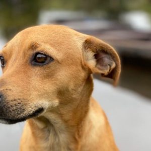 4f0867e90424b0623220482dc7df62f2