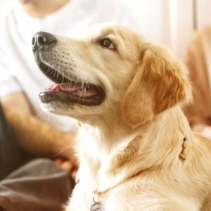 Guarda compartilhada