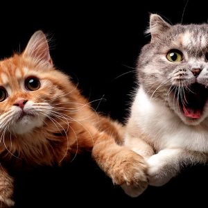 Pesquisadores-identificam-sete-tracos-de-personalidade-nos-gatos