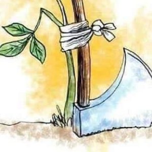 da8feeafabb9660d0e824f414df42c11