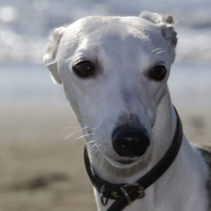 pequeno_galgo_italiano_raca_portal_dog-2