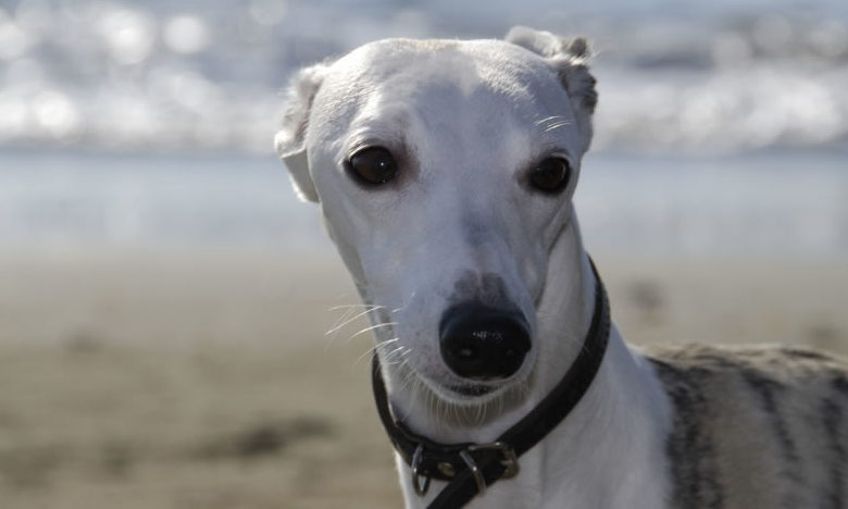 pequeno_galgo_italiano_raca_portal_dog-2