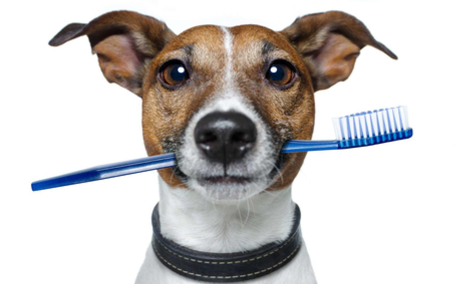 A Terr vel Gengivite Moreno Pet Blog