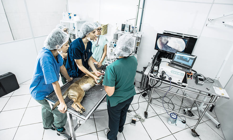 Hospital P blico Veterin rio Moreno Pet Blog