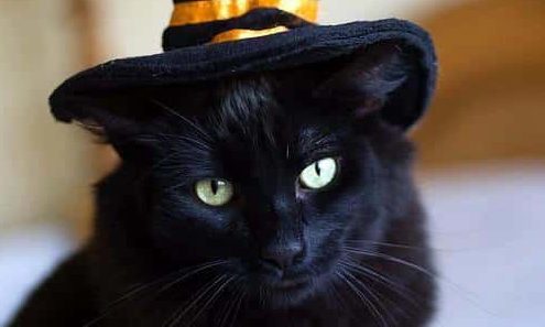 MiniMundos Jogo - Hoje é SEXTA-FEIRA 13! O seu dia de sorte no MiniMundos!  Sabe por quê? Porque pela primeira vez na história, o Black, o gato preto  mais supersticioso do universo