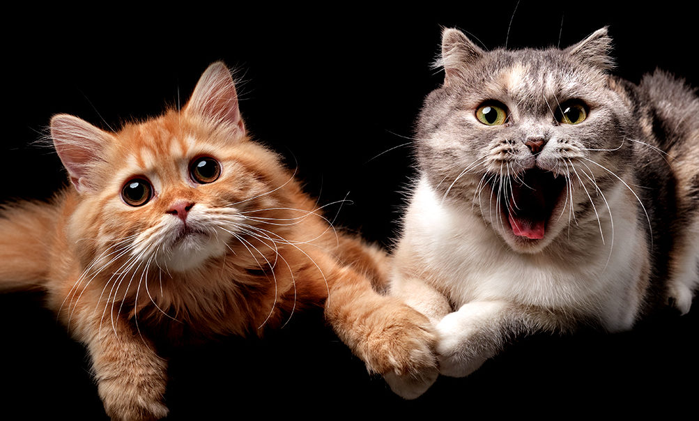 Pesquisadores-identificam-sete-tracos-de-personalidade-nos-gatos