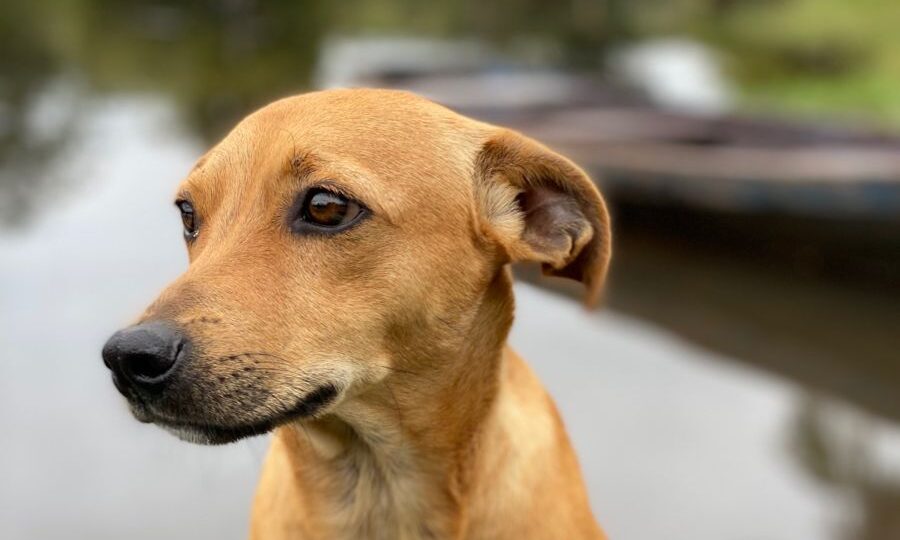 4f0867e90424b0623220482dc7df62f2