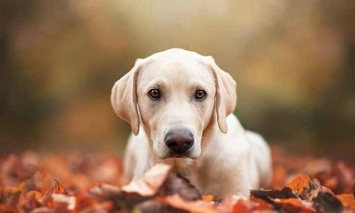 7c64a4b6cf8081ce9da02c1daa1430ff