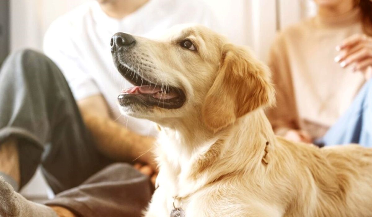 Guarda compartilhada