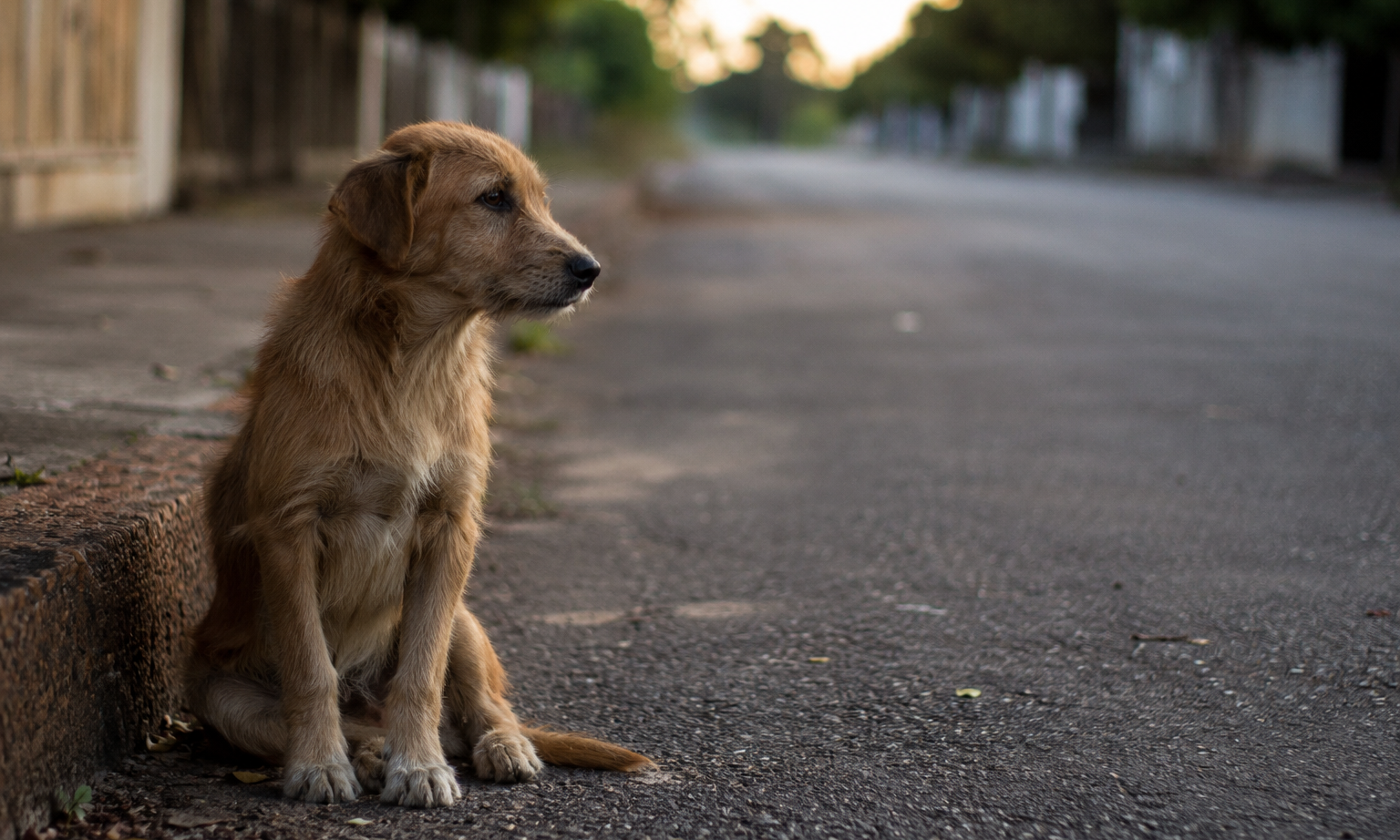 abandono